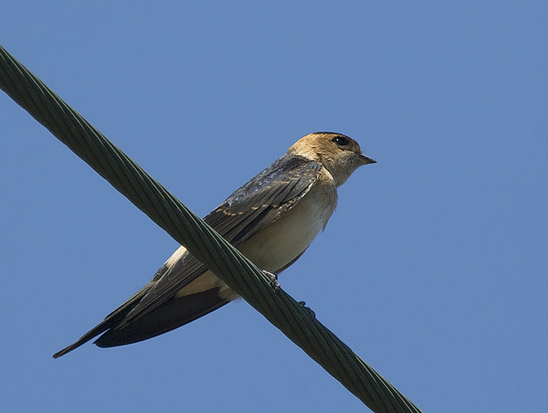 Ruostepääsky, Red-rumped Swallow, Cecropis daurica
